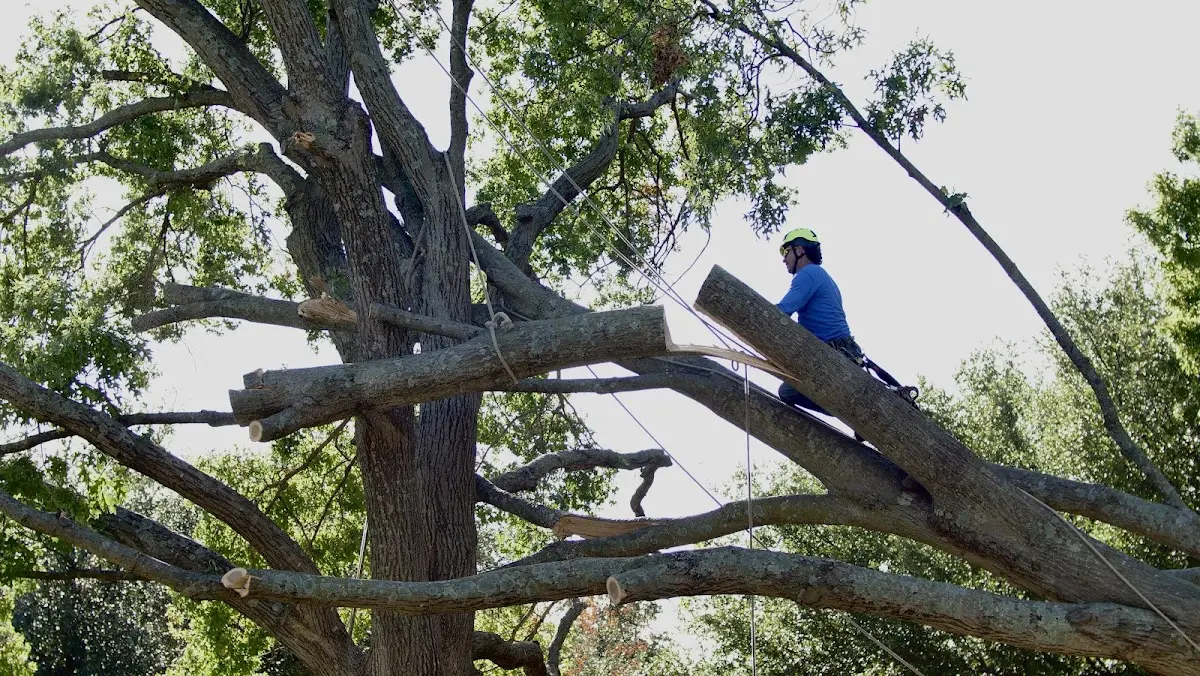 Professional Hazardous Tree Removal performed by certified arborists in Camden