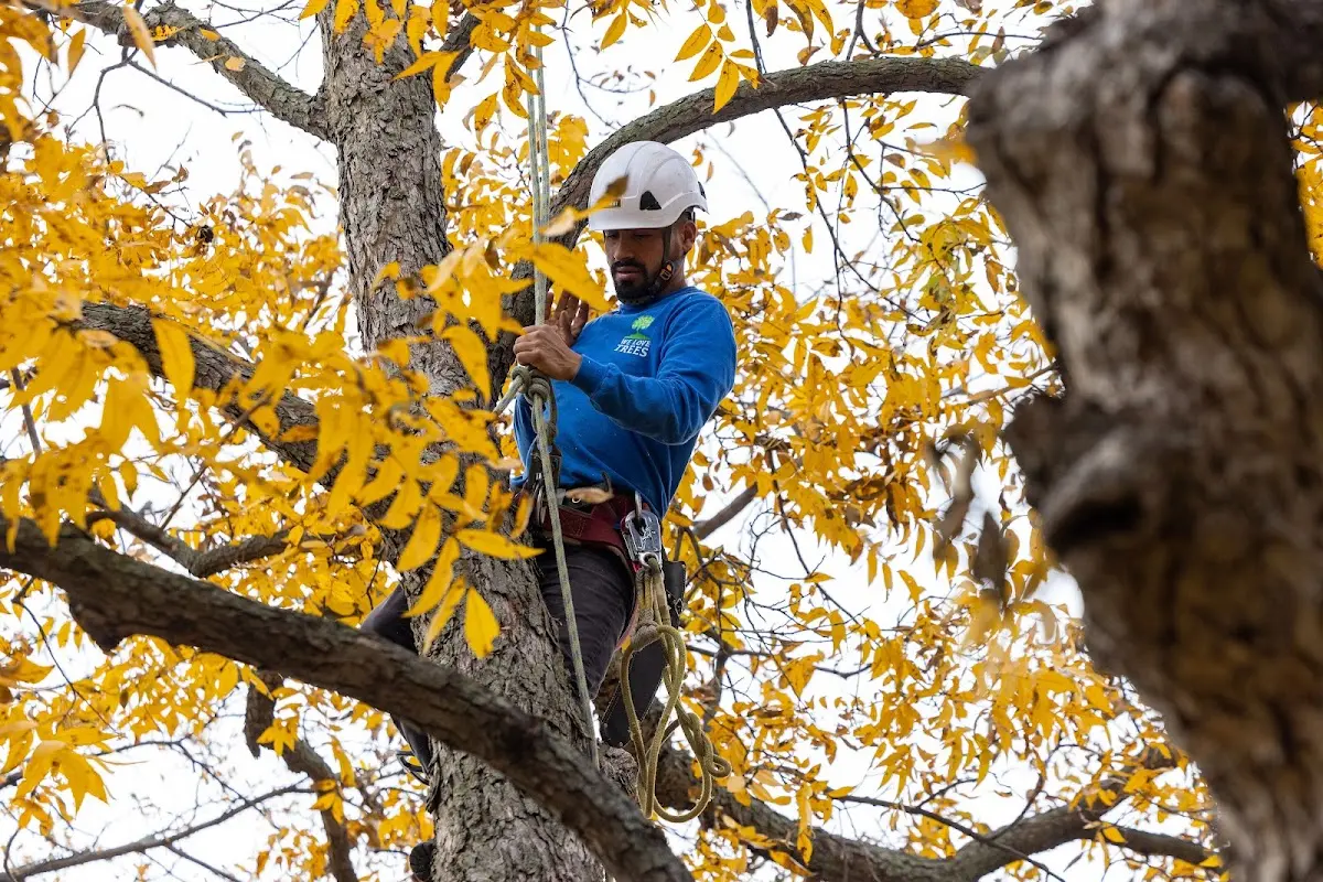 Skilled Tree Planing crew working in Camden